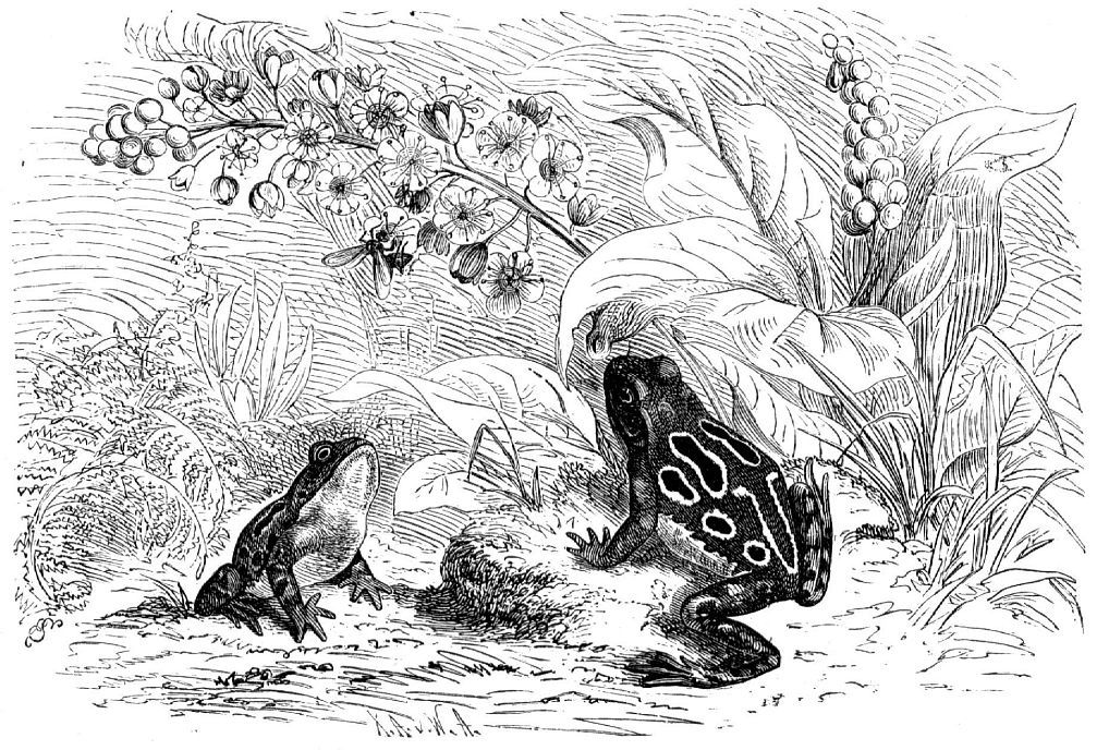 Красивая квакша (Pseudacris ornatus)