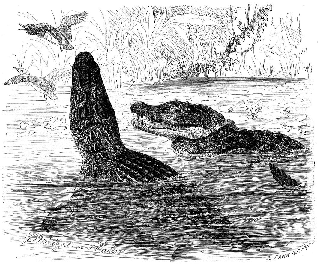 Крокодиловый кайман (Caiman crocoddus)