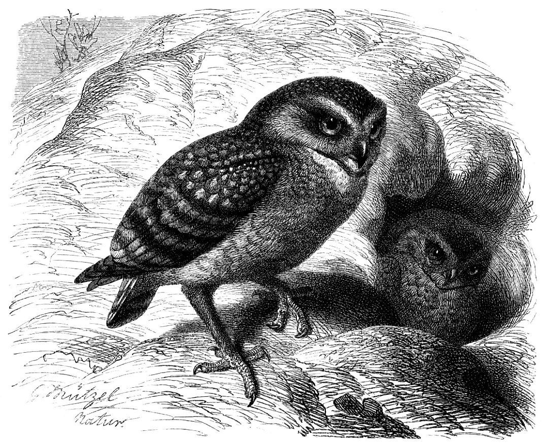 Кроличий сыч, или пещерная сова (Athene cunicularia)