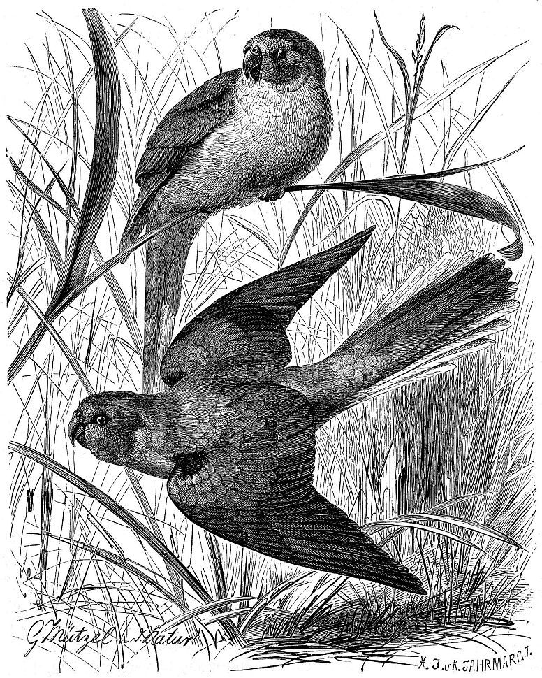 Лазурный травяной попугайчик (Neophema pulchella)