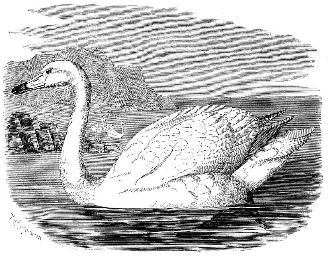 Лебедь-кликун (Cygnus cygnus)