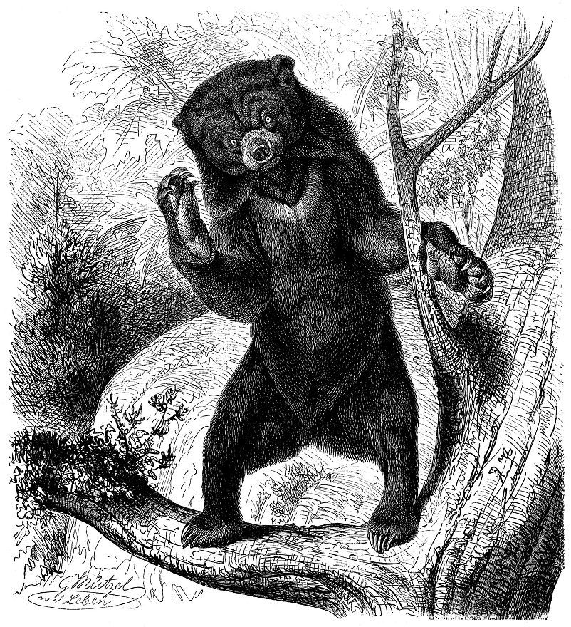 Малайский медведь, или бируанг (Helarсtos malayanus)