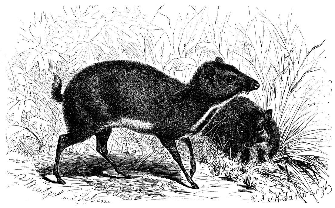 Малый оленек (Tragulus javanicus)