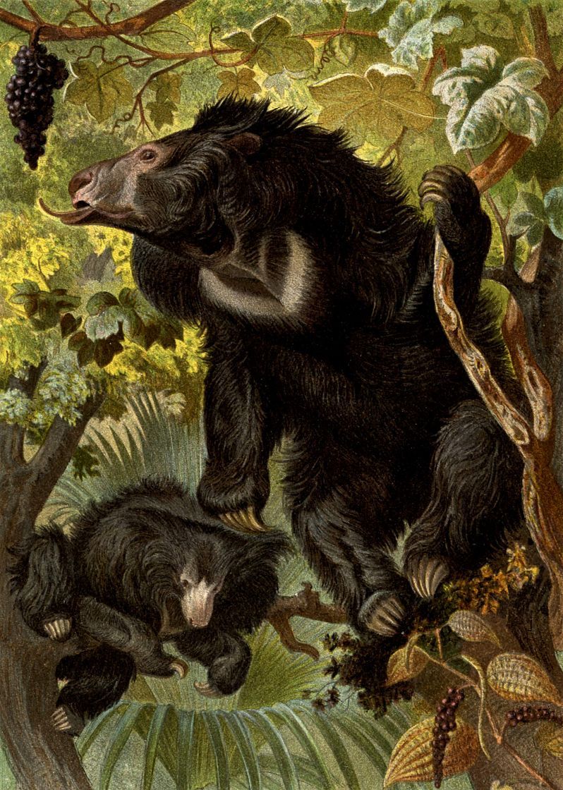 Медведь-губач (Meiursus ursinus )