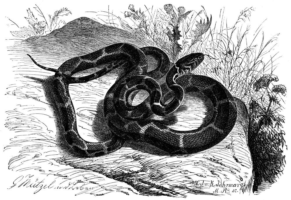 Обыкновенная, или цепная, королевская змея (Lampropeltis getulus)