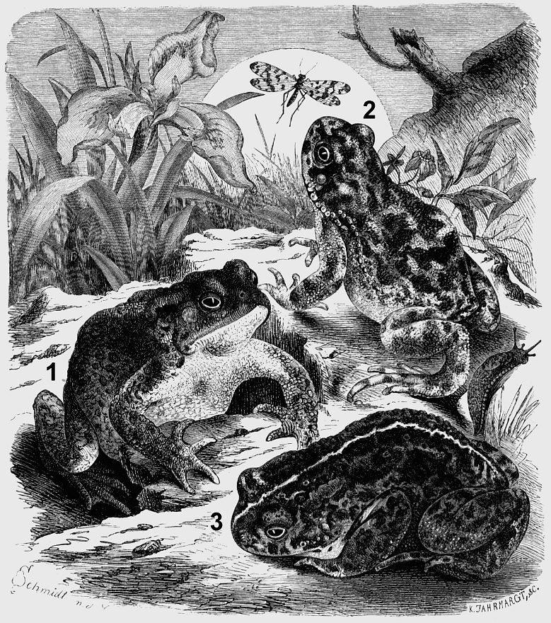 1 - Обыкновенная серая жаба (Bitfo bitfo) 2 - Зеленая жаба (Bitfo viridis) 3 - Камышовая жаба (Bitfo calamifa)