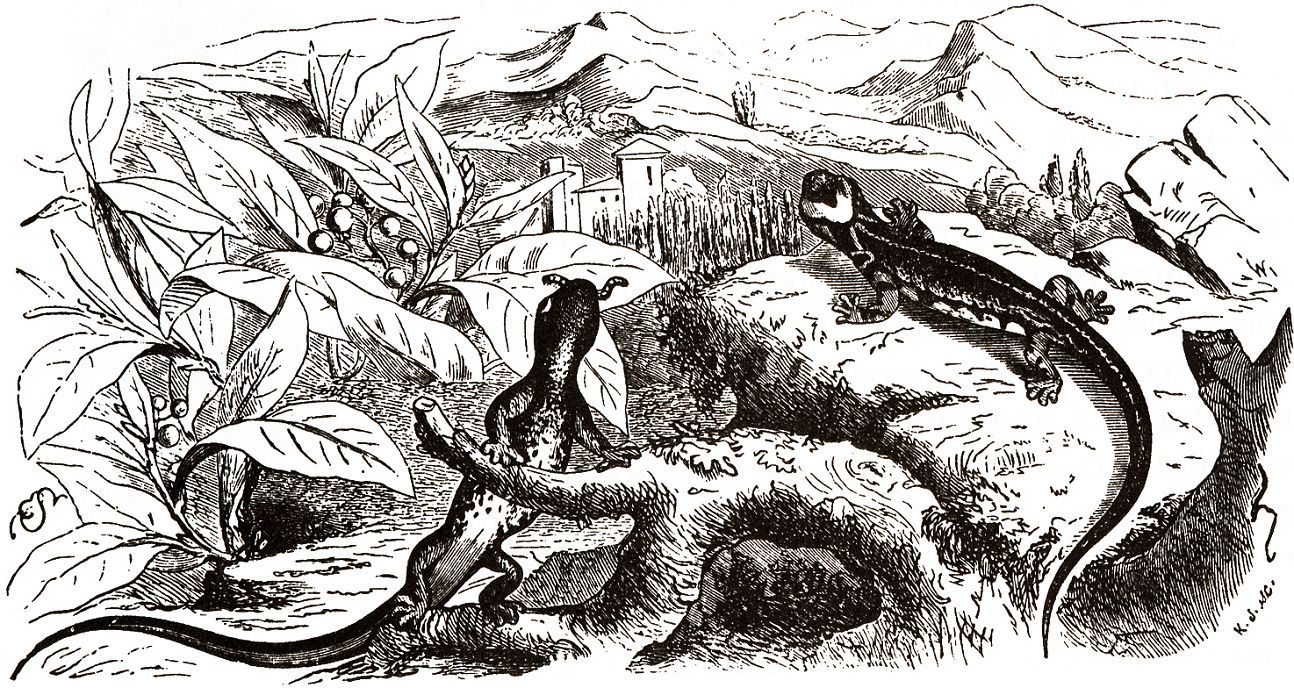 Очковая саламандра или таранталина (Salamandrina terdigitata)