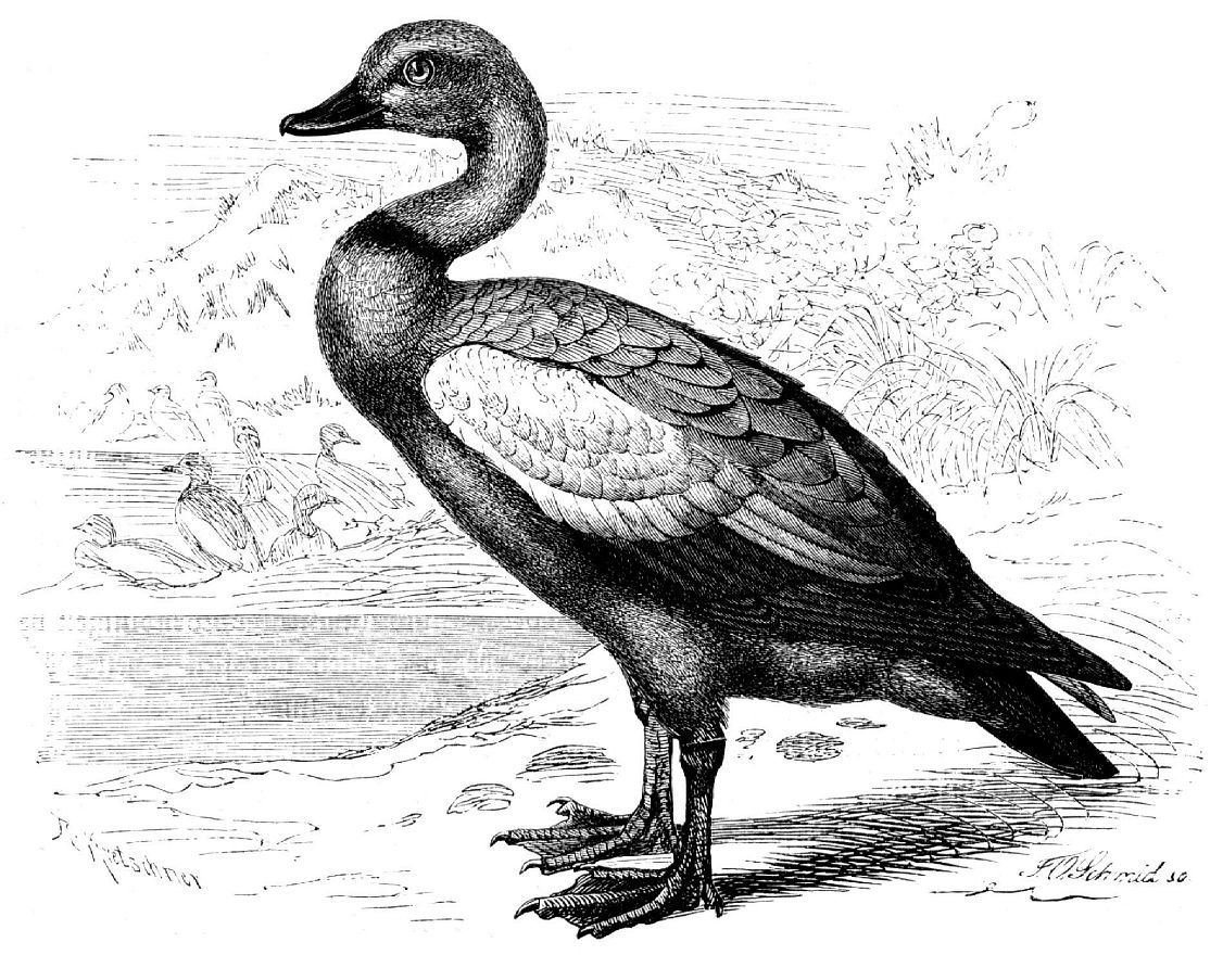 Огарь. или красная утка (Tadorna ferruginea)