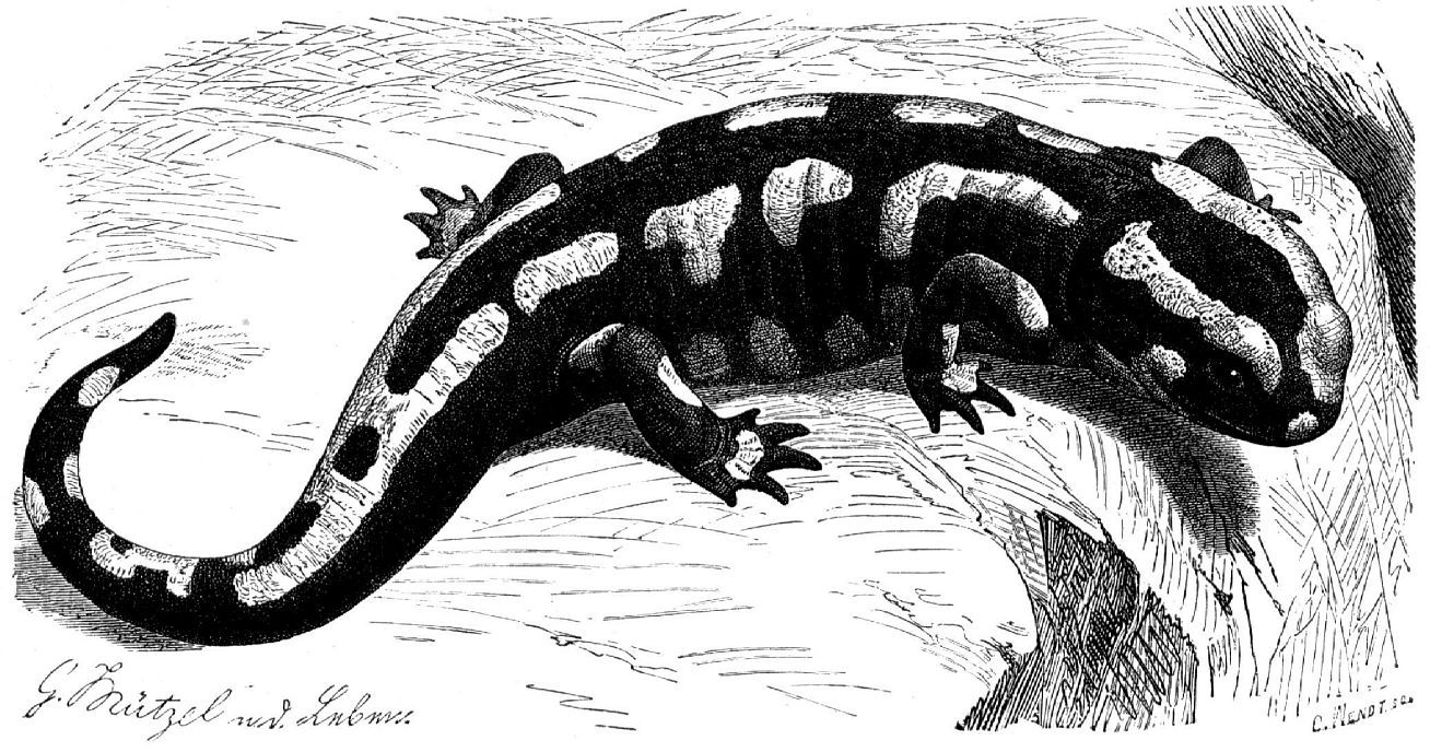 Огненная, или пятнистая саламандра (Salamandra salamandra)