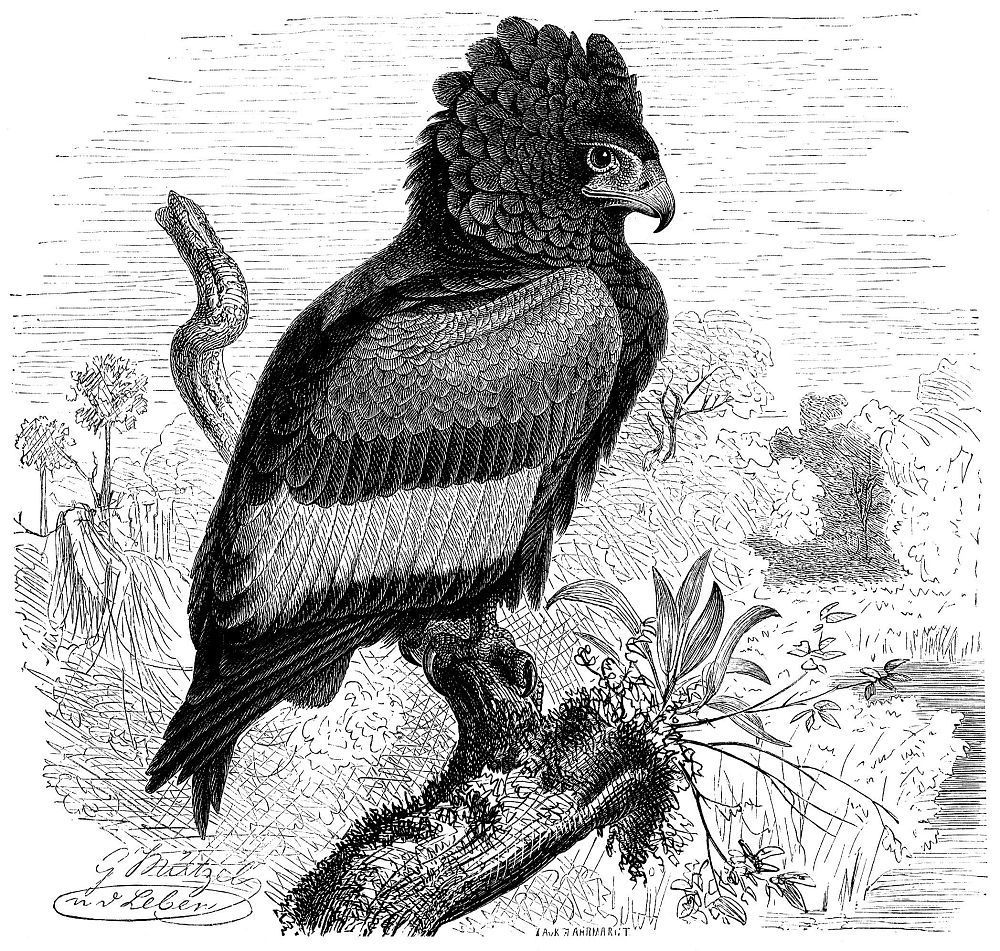 Орел-скоморох (Terafhopius ecaudatus)