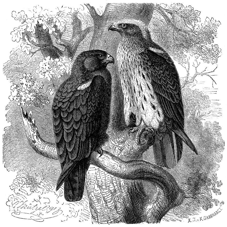 Орел карлик (Hieraatus pennatus)