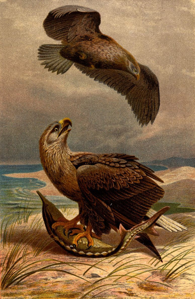 Орлан-белохвост (Haliaeetus albicilla)