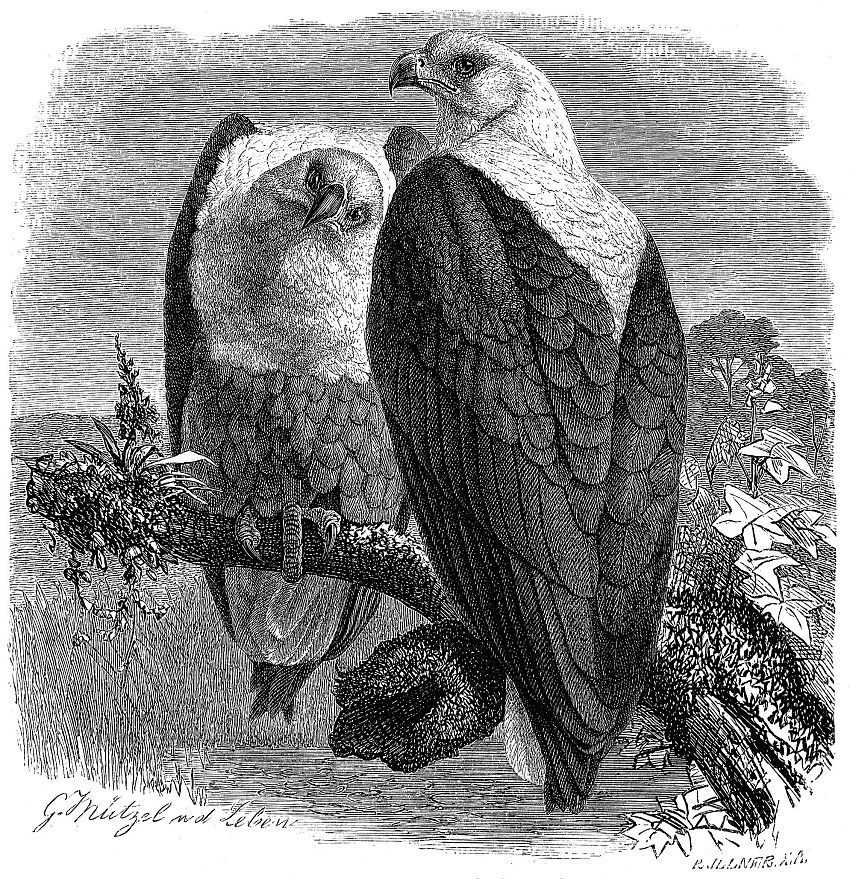 Орлан-крикун (Haliaeetus vocifer)