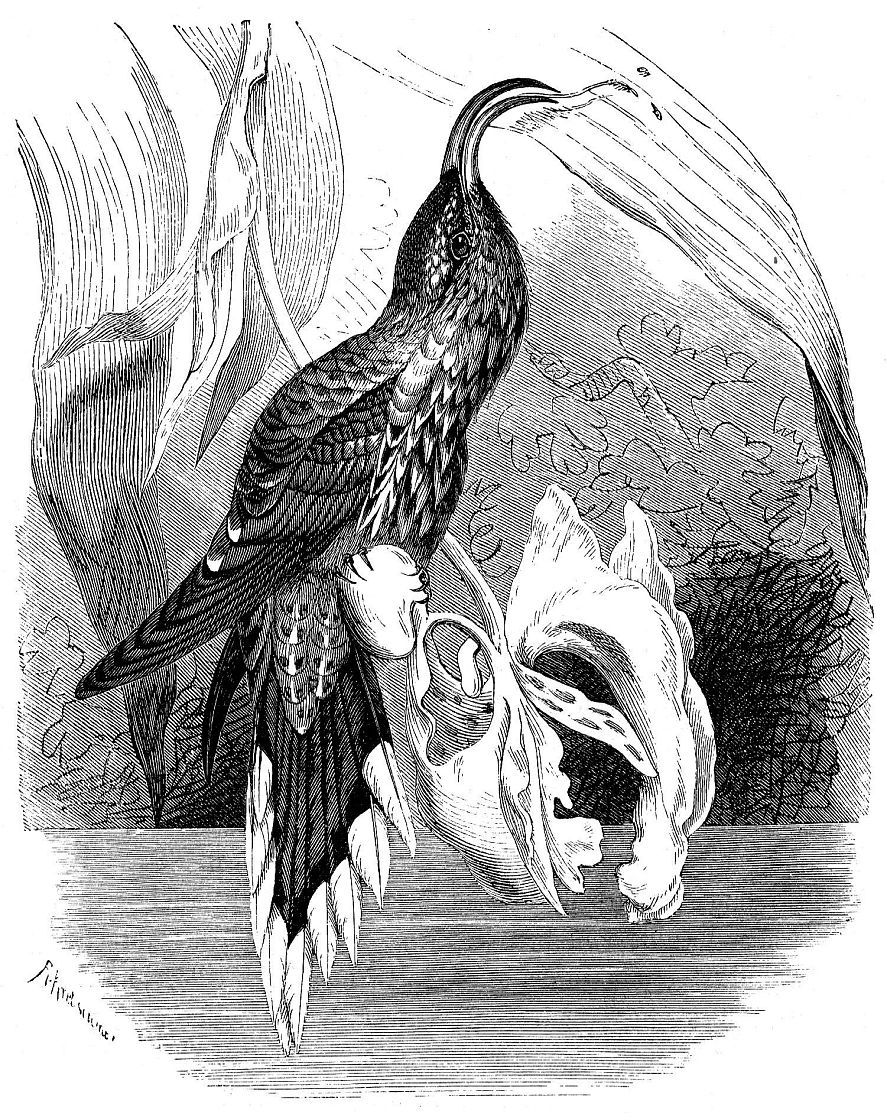 Орлиноклювый колибри (Eutoxeres аqиilа)