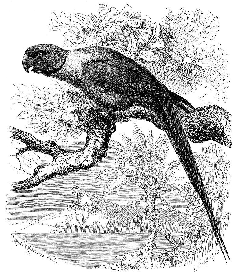 Ожереловый попугай Крамера (Psittacula kvameri)