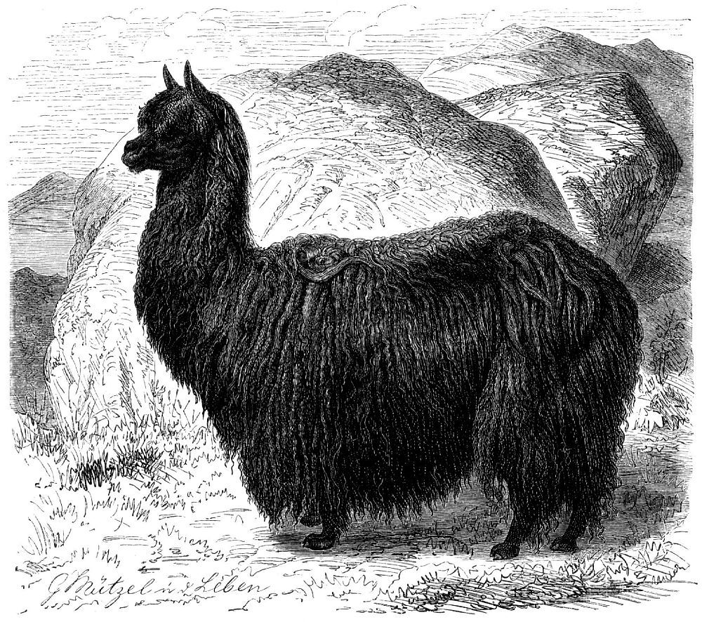 Пако, или альпака (Lama guanicoe pacos)