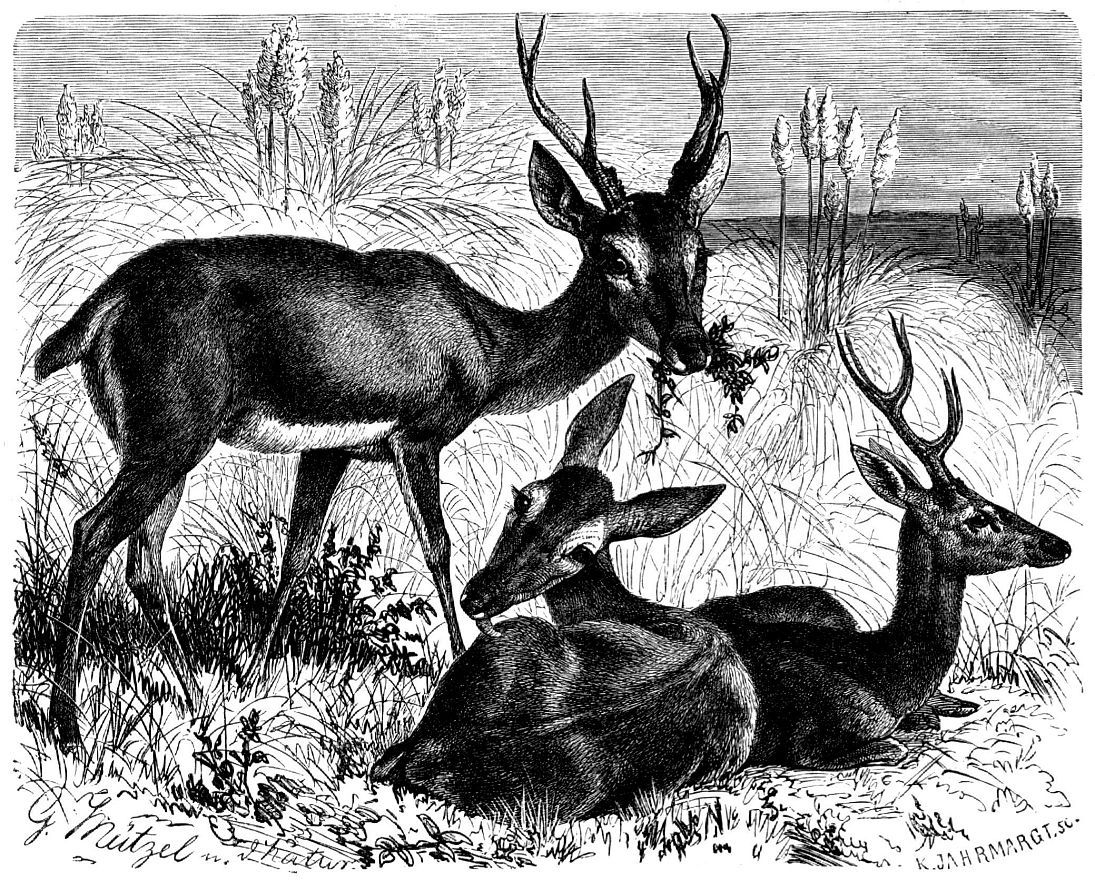 Пампасный олень (Ozotoceros hezoarcticus)