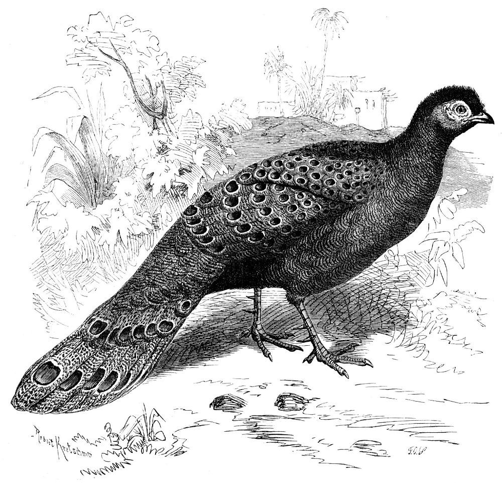 Павлиний фазан (Poiyplectron bicalcaratus)