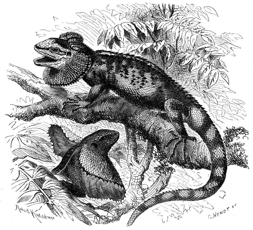 Плащеносная ящерица (Chlamidosaurus kingi)