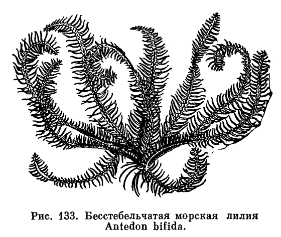 КЛАСС МОРСКИЕ ЛИЛИИ (CRNDEA)
