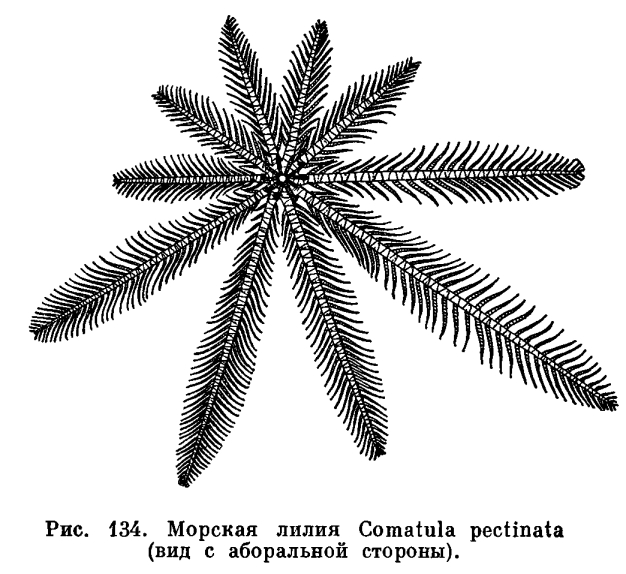 КЛАСС МОРСКИЕ ЛИЛИИ (CRNDEA)