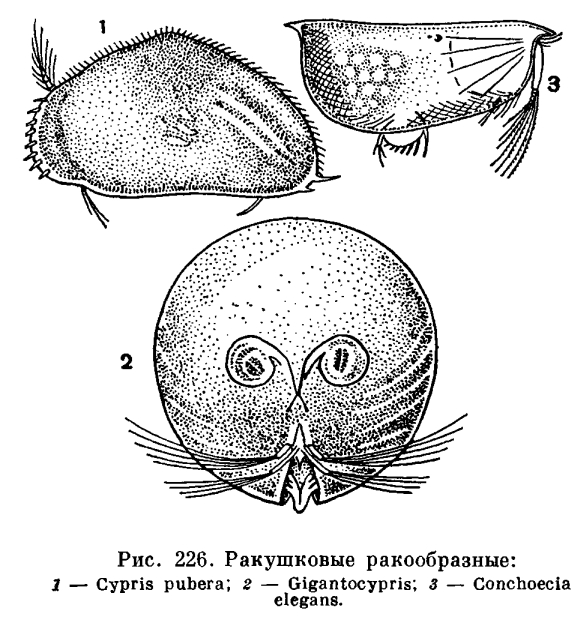 http://dic.academic.ru/pictures/enc_biology/animals/ris._2_226.jpg