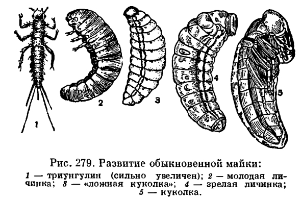 http://dic.academic.ru/pictures/enc_biology/animals/ris._3_279.jpg
