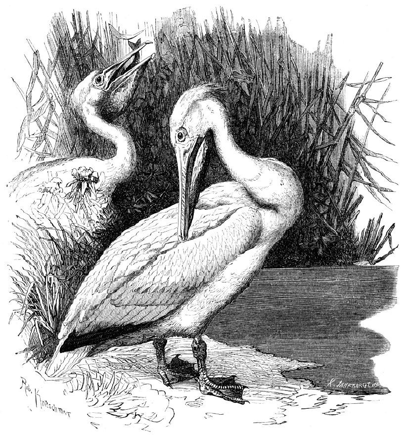 Розовый пеликан (Pelecanus onocrotalus)