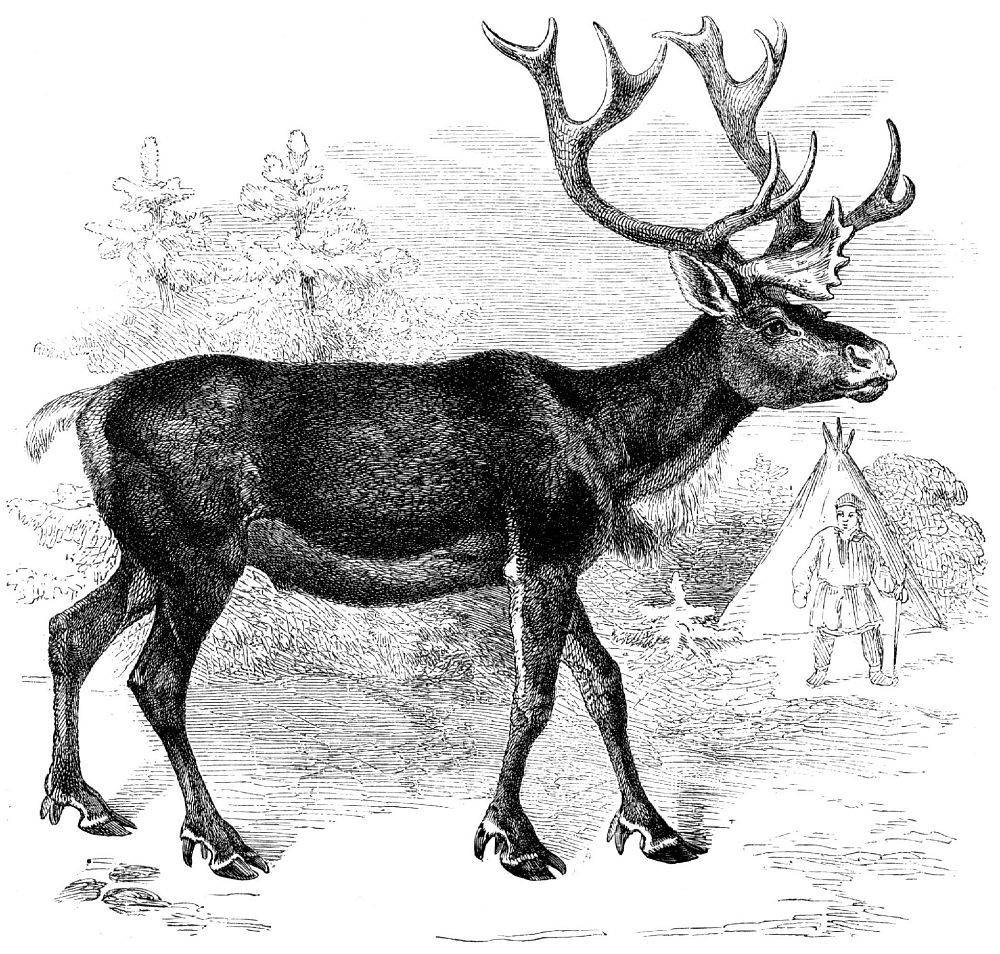Северный олень (Rangifer tarandus)