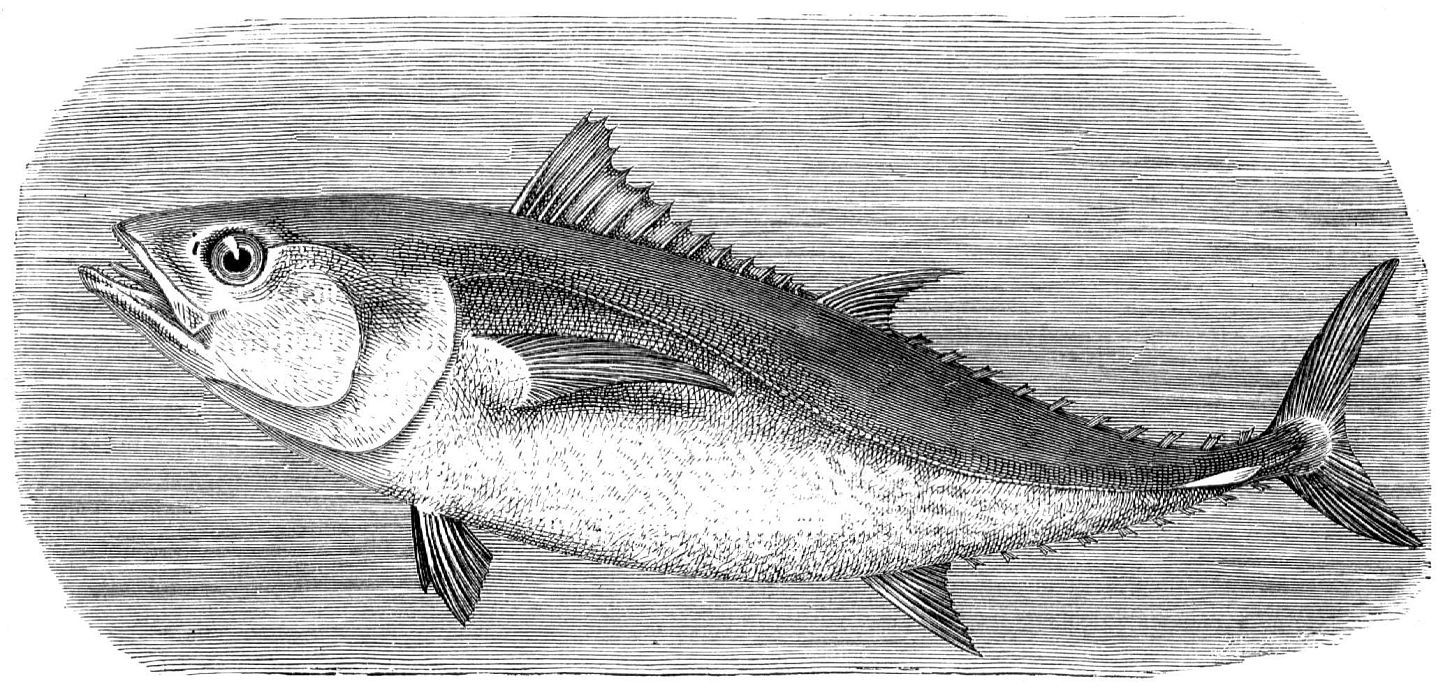 Синий, или обыкновенный, тунец (Thunmis thynnus)