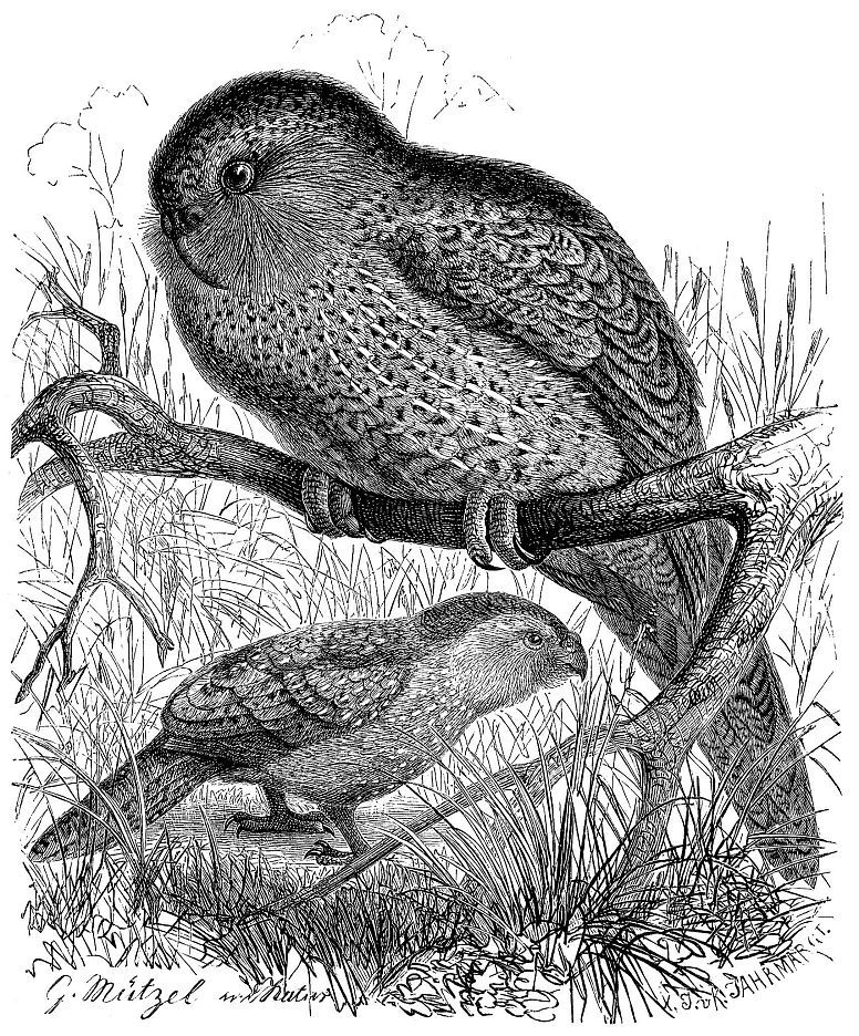 Совиный попугай, или какапо (Strigops habroptilus)