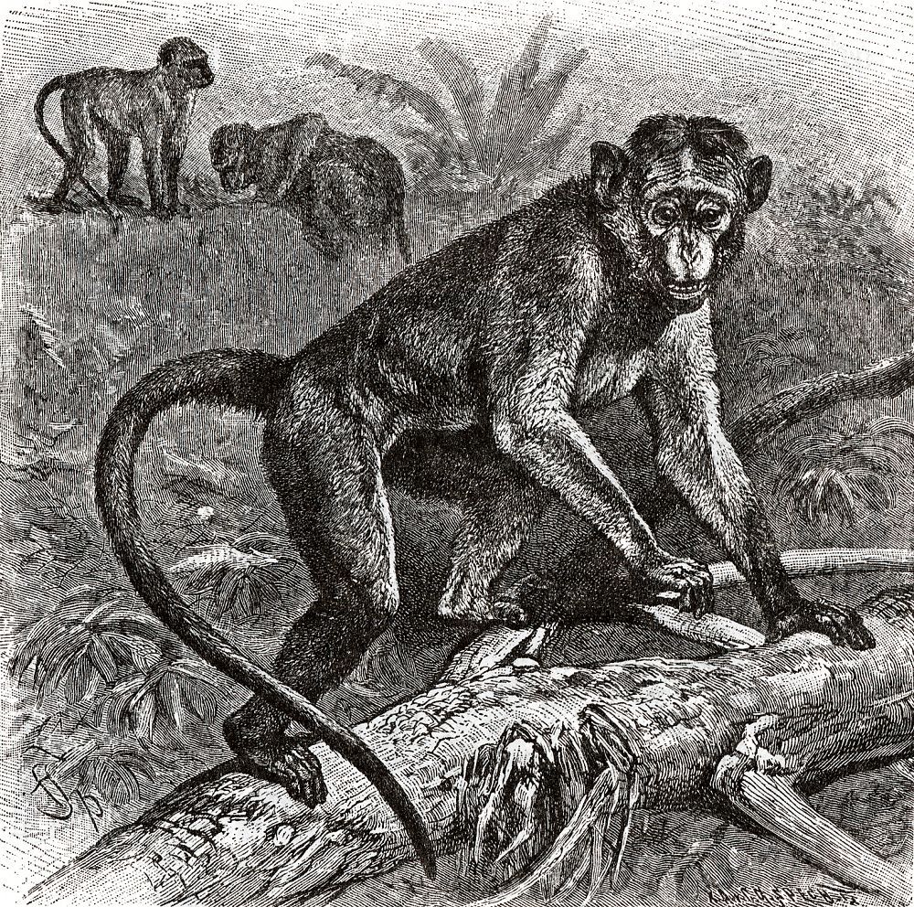 Цейлонский макак (Масаса sinica)