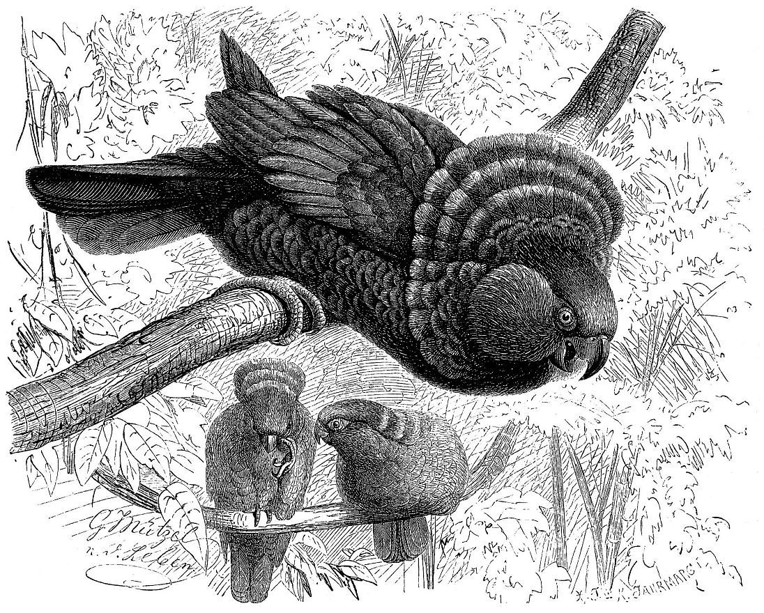 Веерный попугай (Deroptyus accipitrinu)