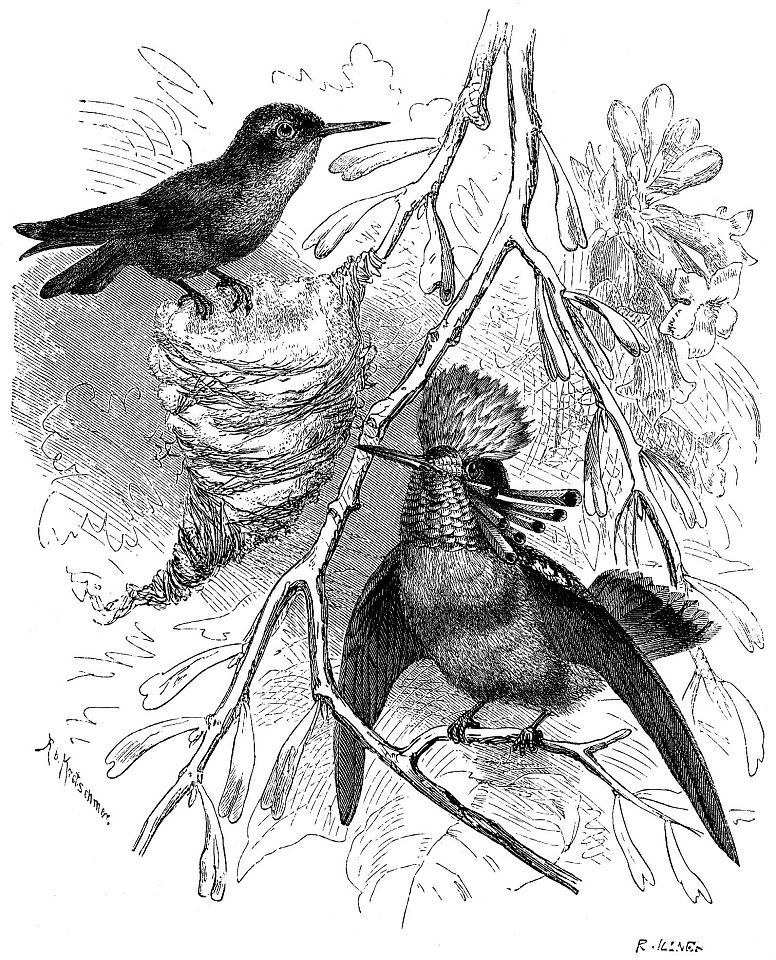 Великолепный эльф (Lophornis ornata)