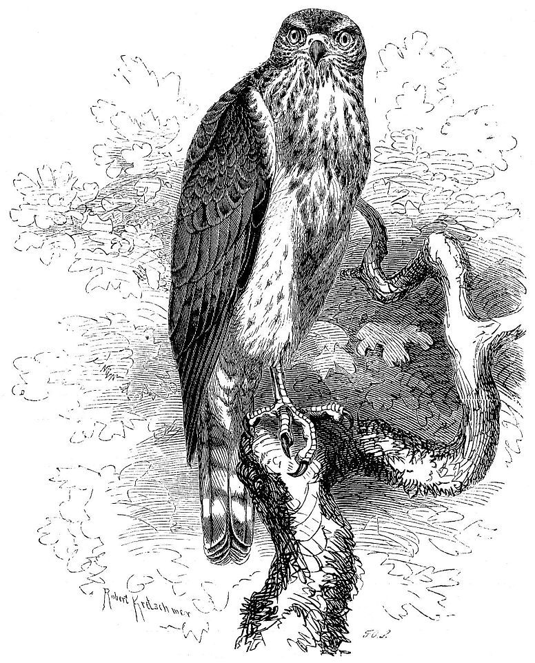 Ястреб-тетеревятник (Accipiter gentilis)
