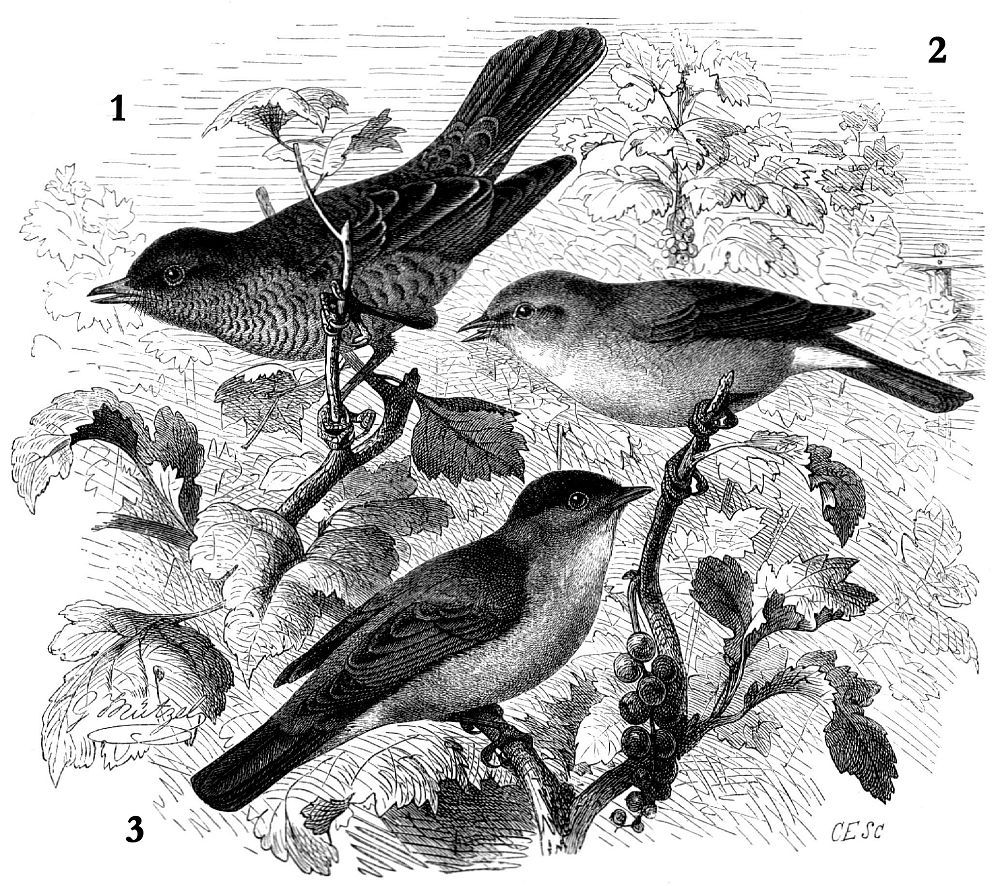1 - Ястребиная славка (Sylvia nisoria) 2 - Садовая славка (Sylvia borin) 3 — Славка-черноголовка (Sylvia atricapilla)