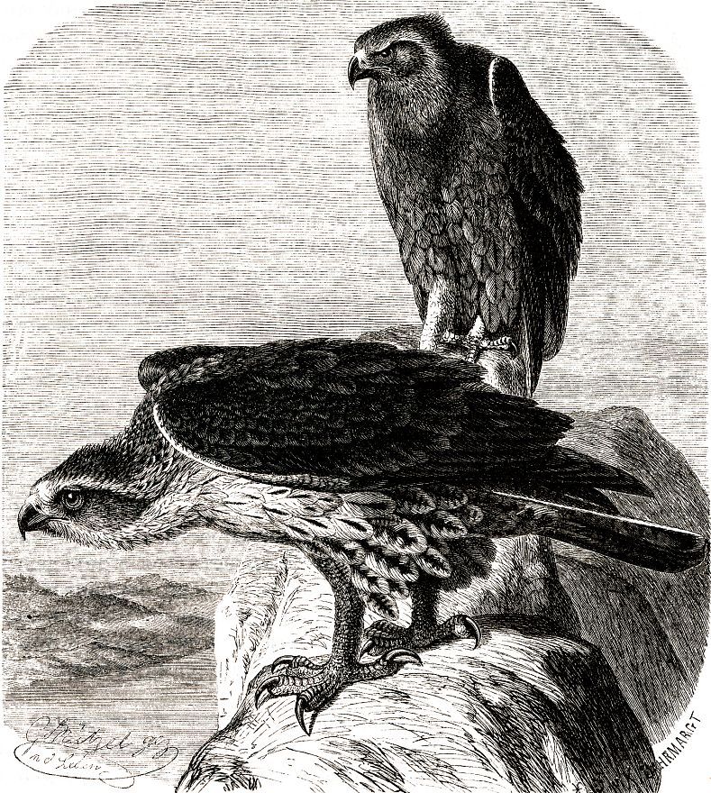 Ястребиный орел (Hieraaetus fasciatus)