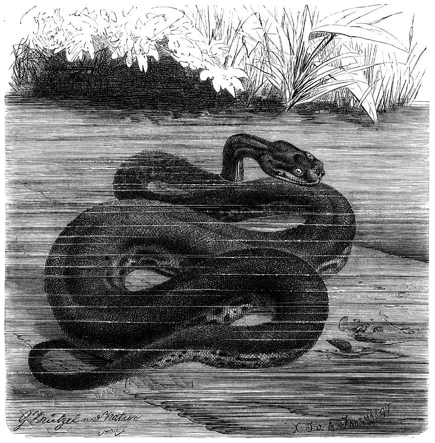 Яванская бородавчатая змея (Acrochordus javanicus)