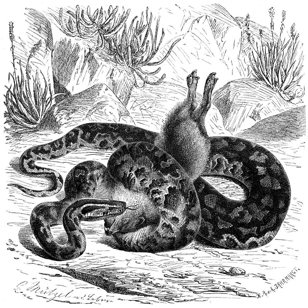 Южноафриканский питон (Python sebaenatalensis)