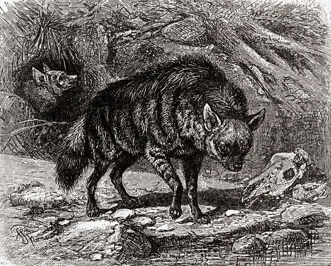 Земляной волк (Proteles cristatus)