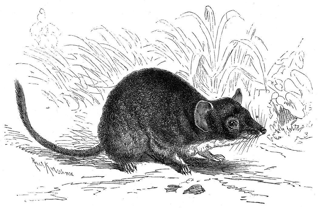 Желтоногая сумчатая мышь (Antechinus flavipes)