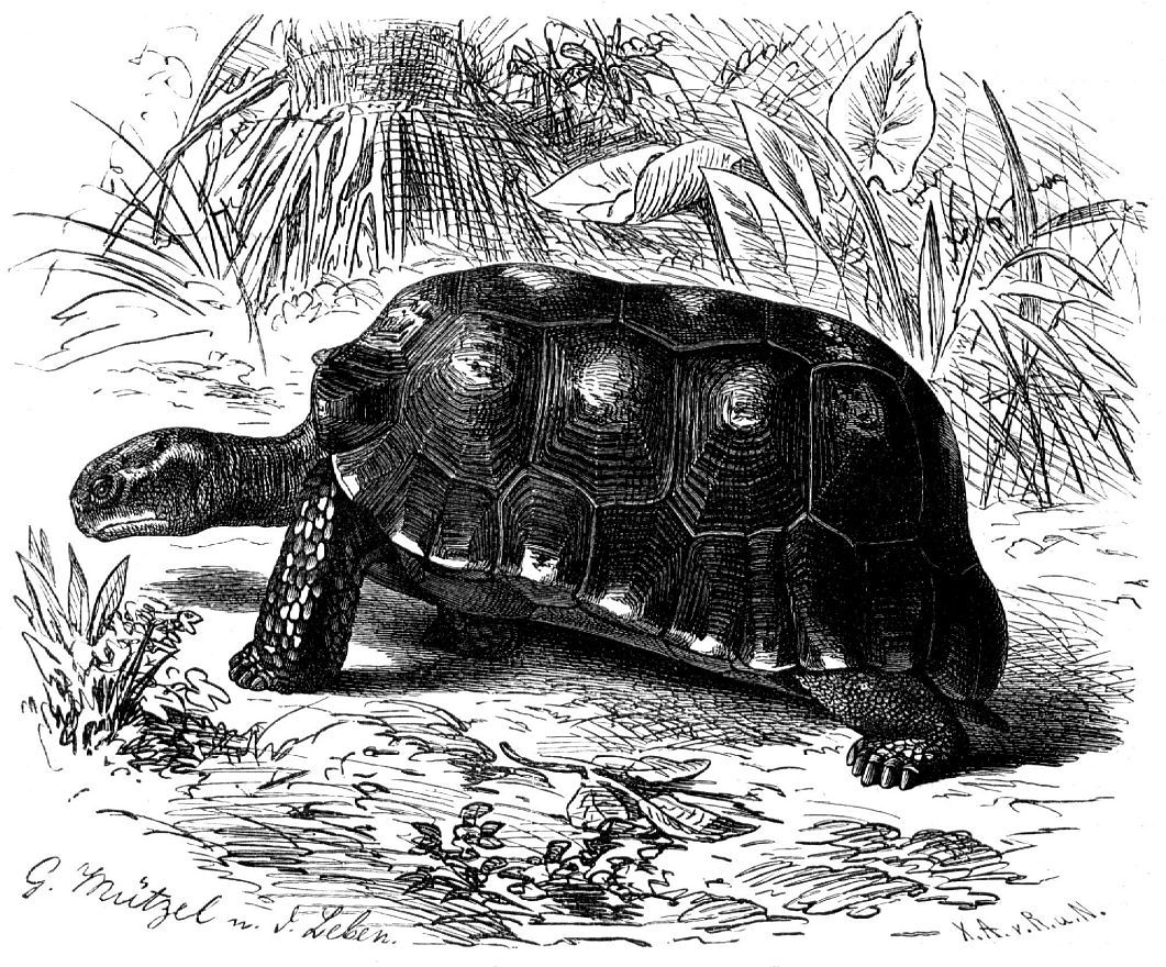 Зубчатая черепаха (Geochelone denticulata)