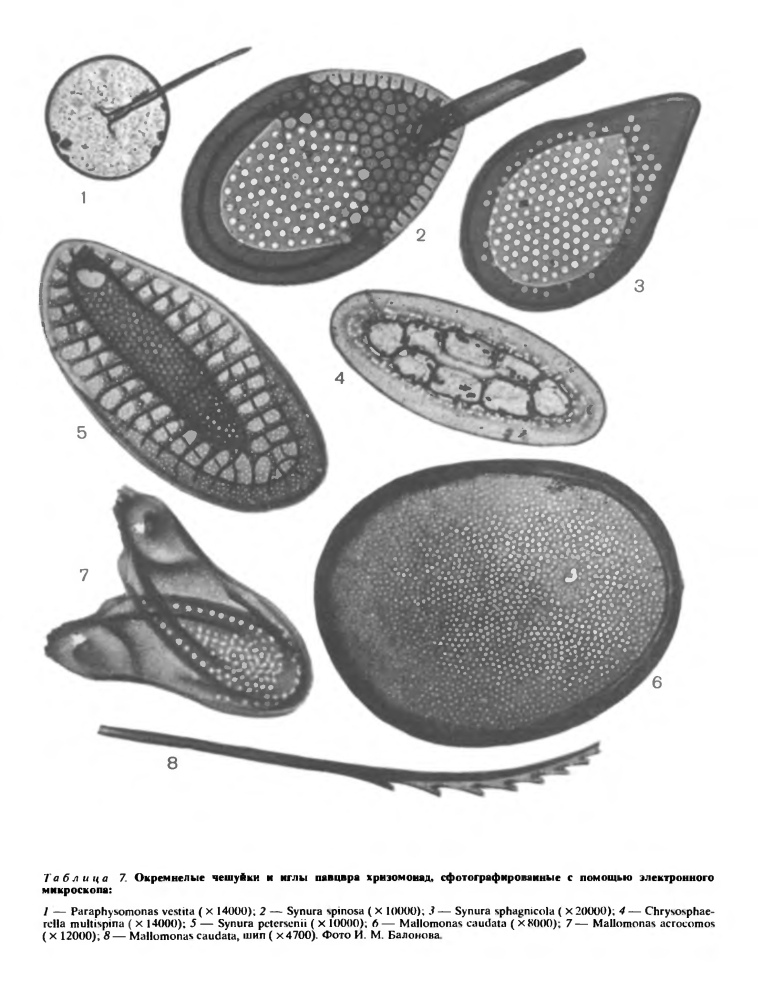 Подкласс хризомонады (Chrysomonadophycidae)