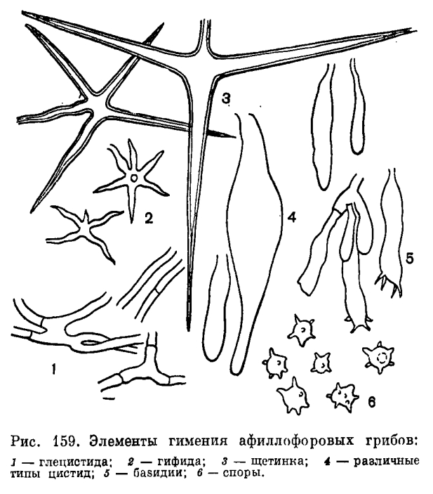 Порядок Афиллофоровые (Aphyllophorales)