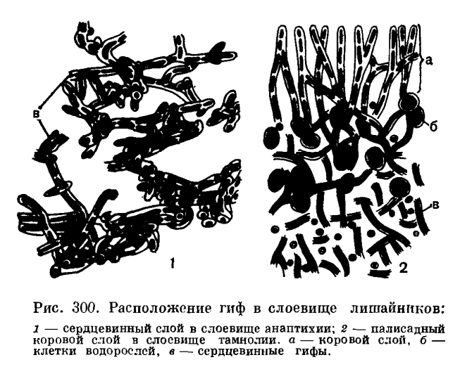 Анатомия слоевища лишайников
