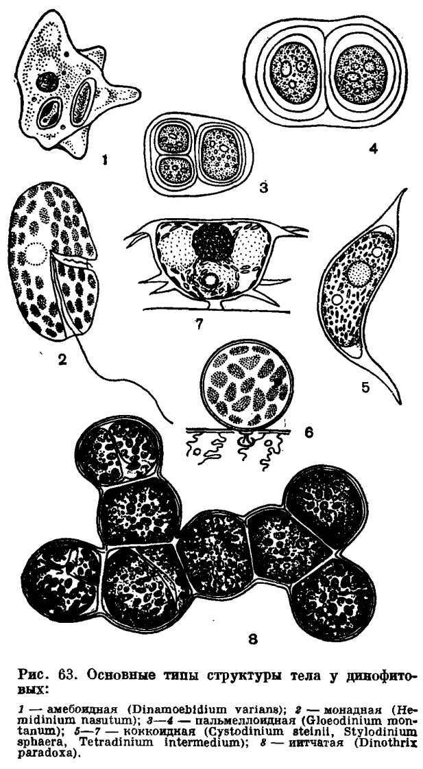 Подотдел динофитовые (Dinophytina)