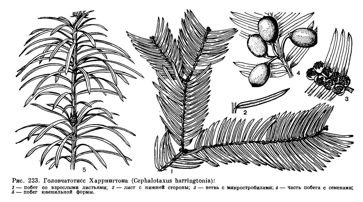 Вегетативные органы