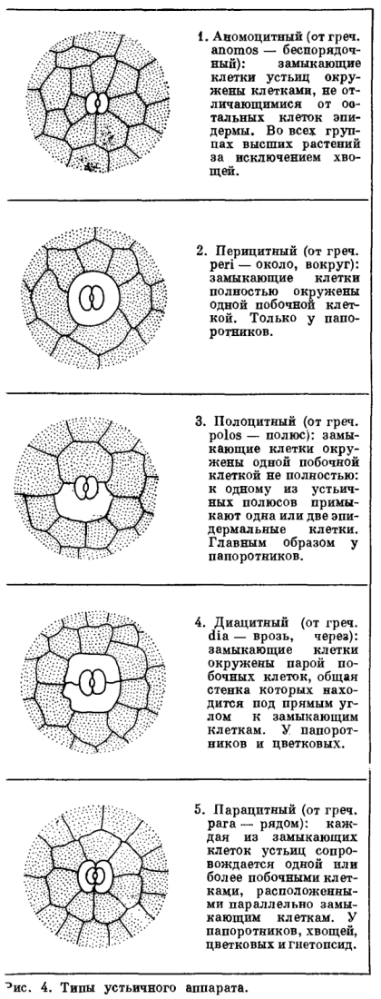 Корень, стебель и лист