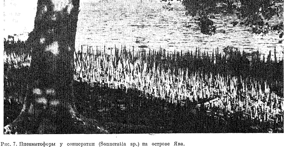 Корень1
