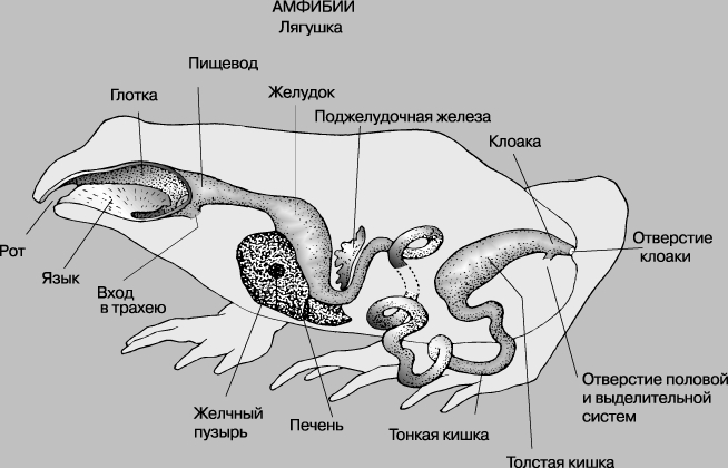 Скелет поясничного позвоночника Скелет поясничного позвоночника